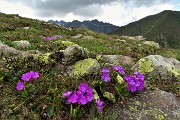 78  Primula irsuta (Primula hirsuta) sul Monte Avaro